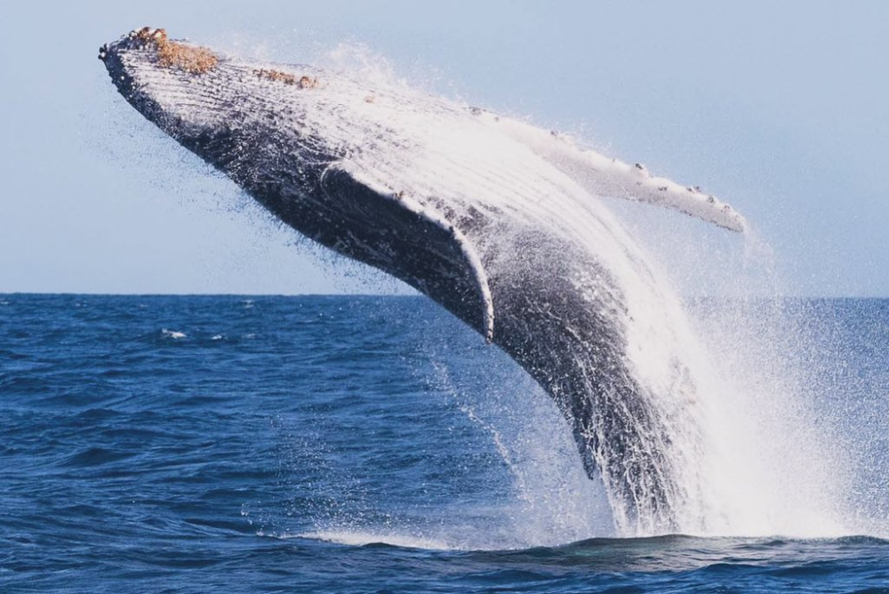 baleia jubarte em alto mar dando um salto para fora da água 