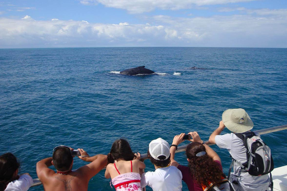 turistas em um barco em alto mar avistando a passagem de baleias jubarte