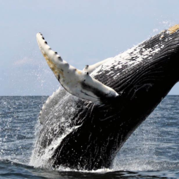 baleia jubarte dando salto para fora da água em mar aberto