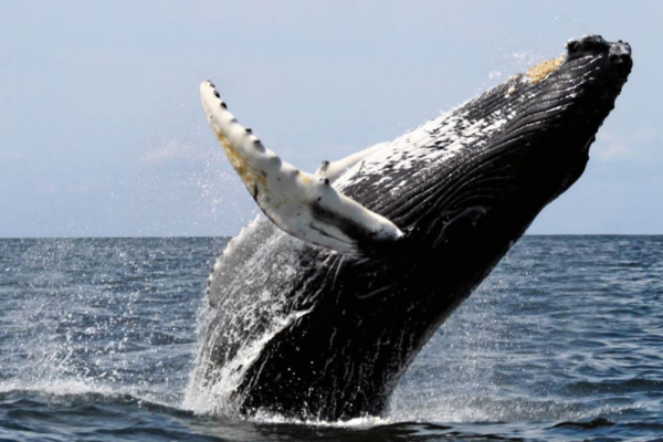 baleia jubarte dando salto para fora da água em mar aberto