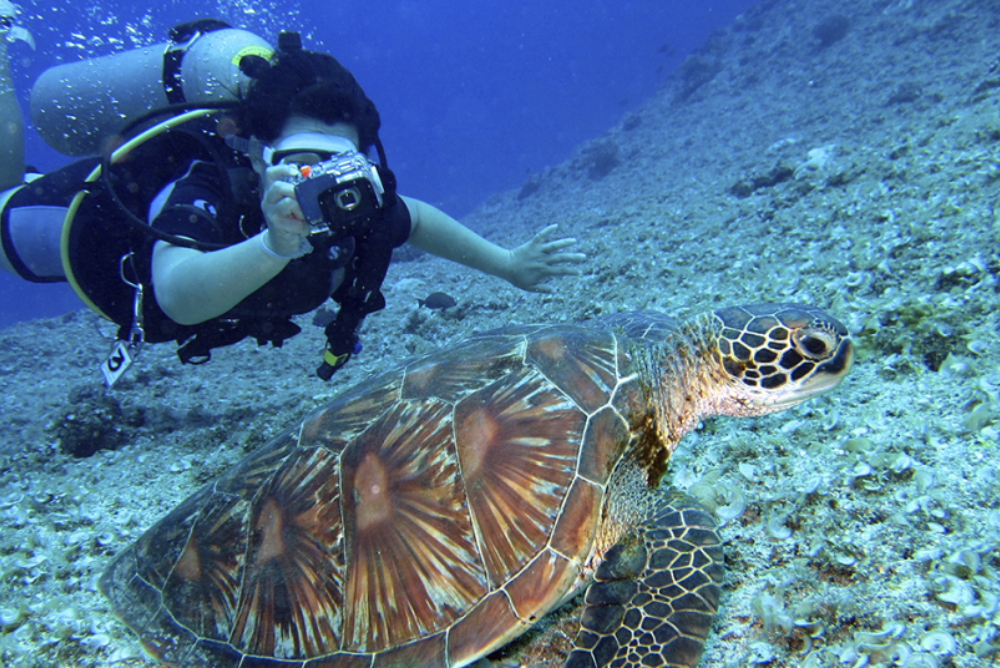 mergulho com tartarugas marinhas