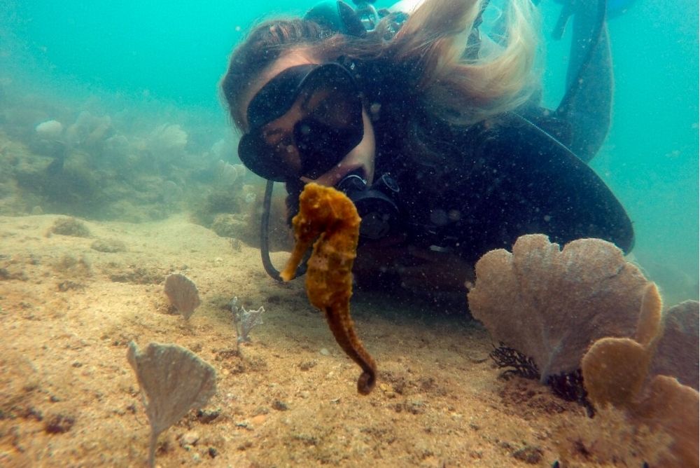 veja cavalo marinho em mergulho na Região dos Lagos do Rio de Janeiro