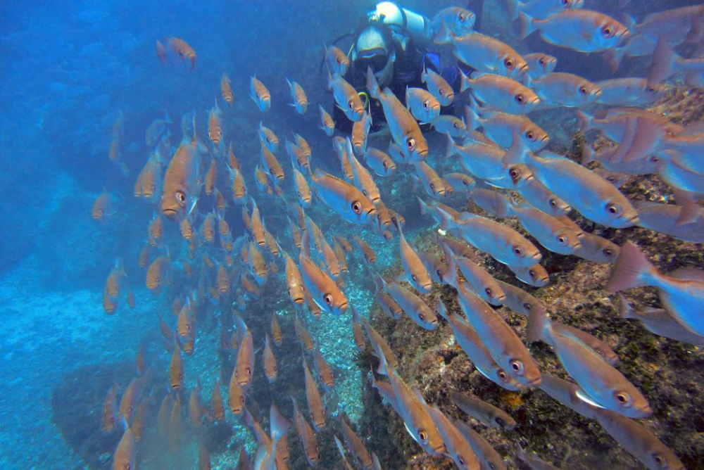 cardume de peixes vistos em mergulho para turistas